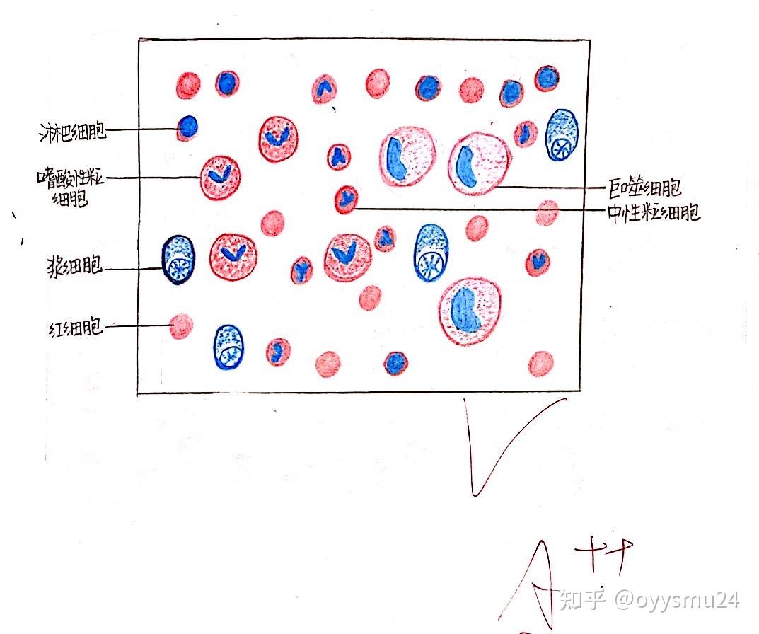 微生物红蓝铅笔绘图图片