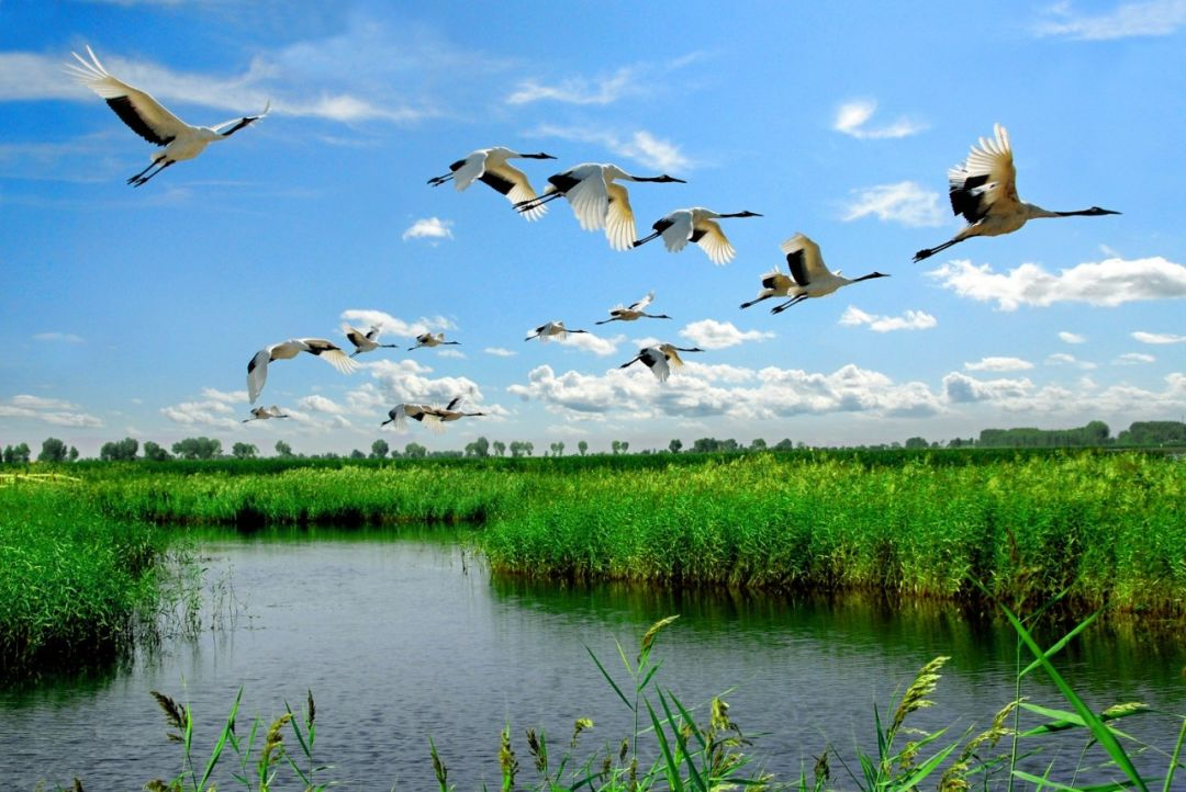 扎龙自然保护区管理局图片