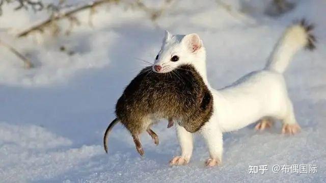 为什么北极没有猫咪