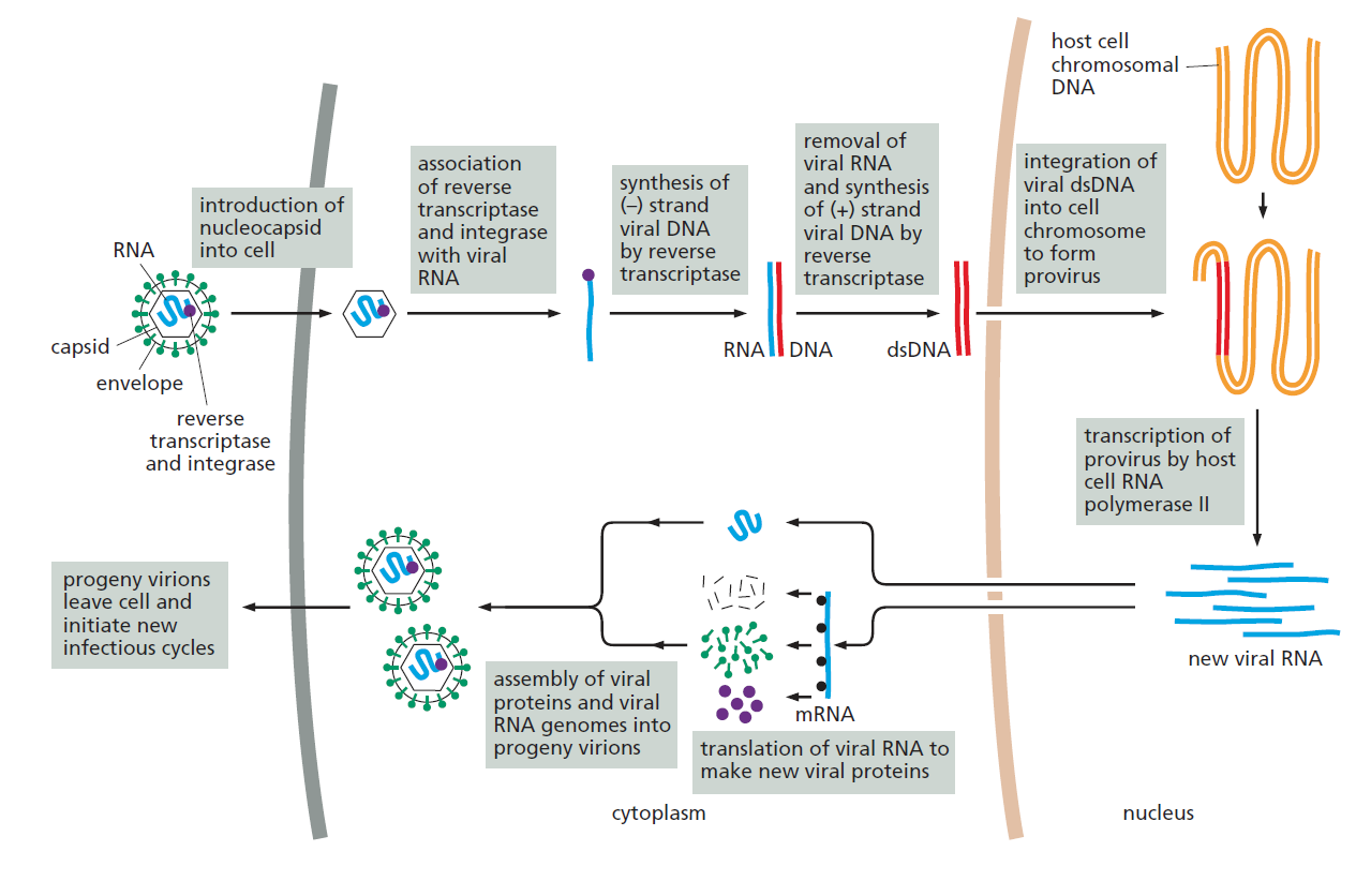 癌生物学笔记15逆转录病毒基因组整合方式