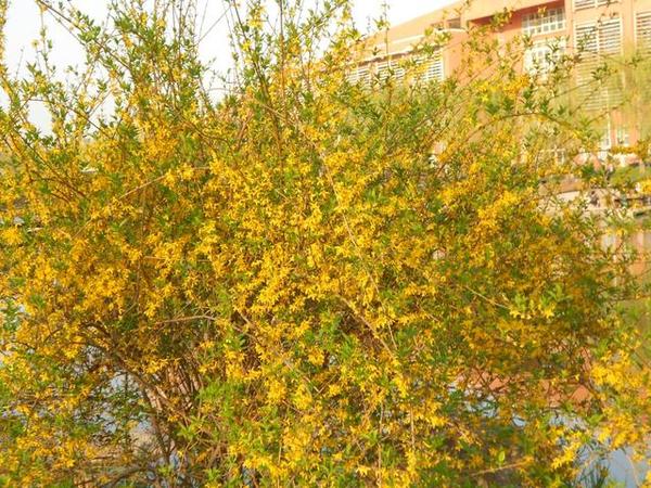 连翘已成名上千年,因漂亮成观赏植物,殊不知种子是药材1斤10元 - 知乎