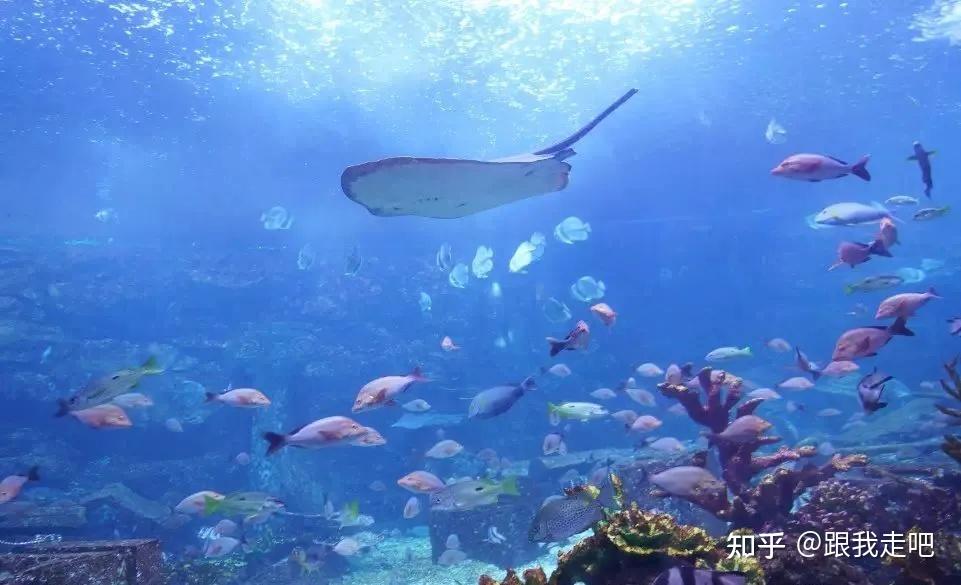 抖音海王鱼塘图片图片