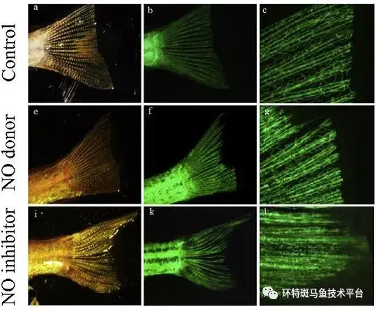 研究伤口愈合过程的重要斑马鱼模型