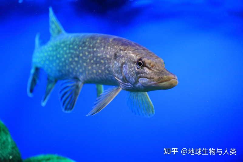 【鱼类全系列】海鲢高群—北梭鱼目 - 知乎