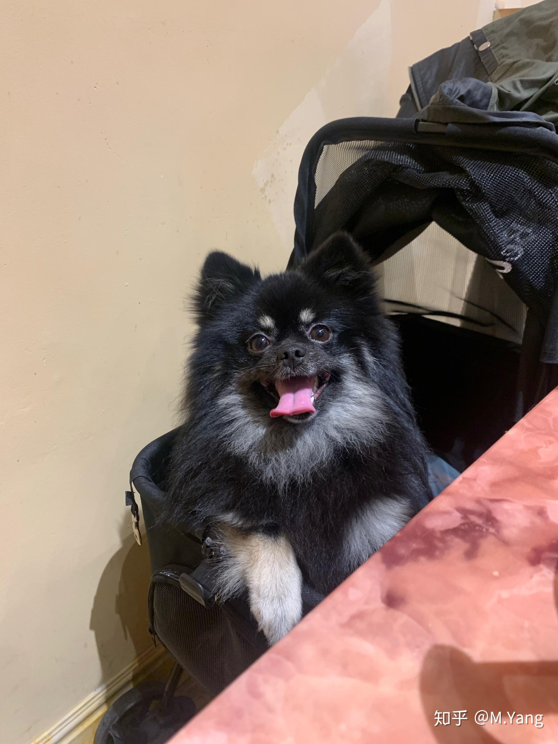 这算包金博美吗?