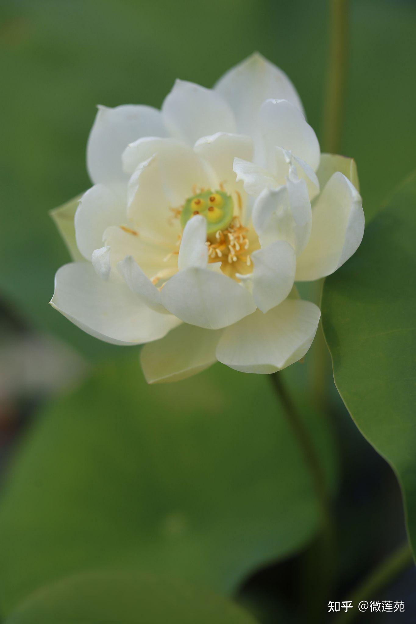 小荷花微型碗莲白蝶