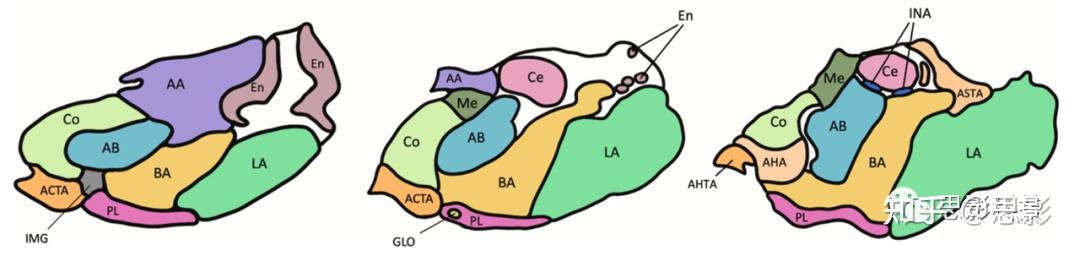 超高场成像对杏仁核的研究 - 知乎
