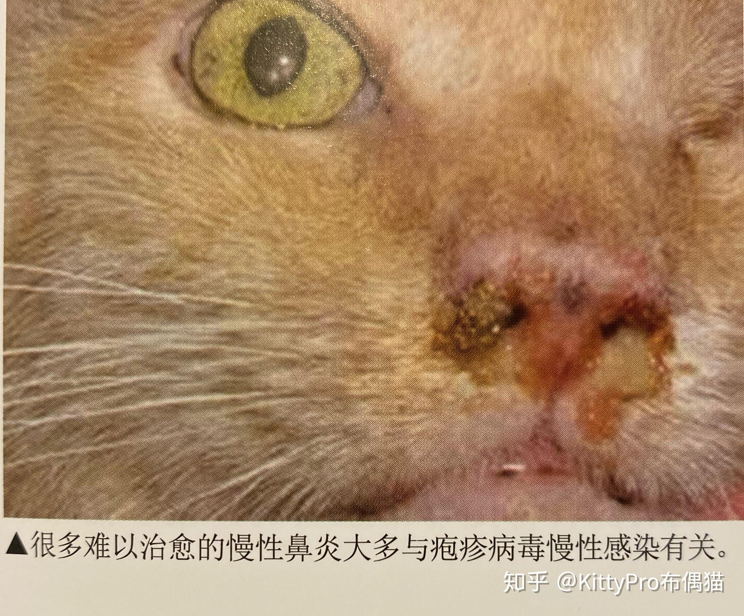 猫疱疹病毒felineherpesvirus