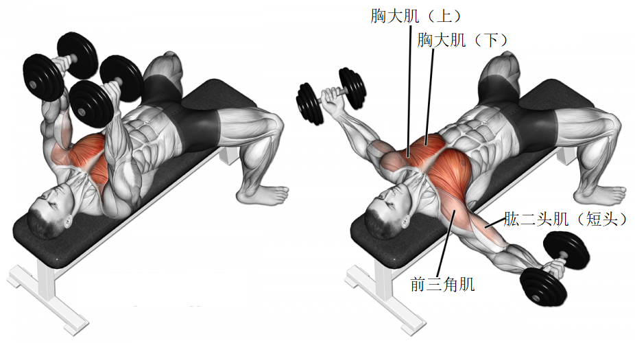 2胸部训练动作