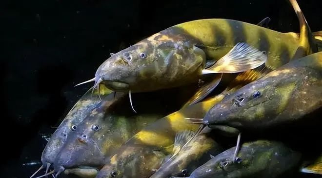 长薄鳅 Leptobotia elongata