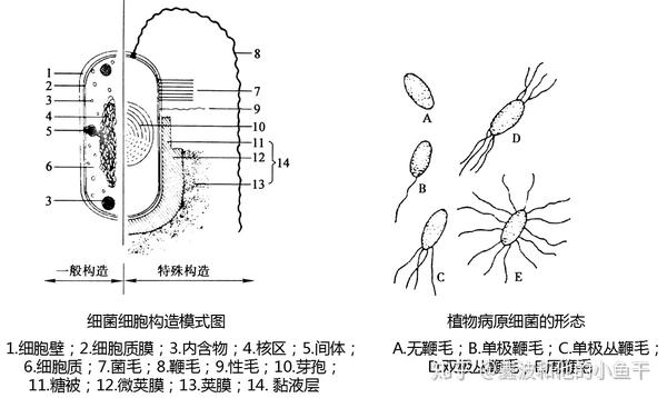 植物病原物 知乎