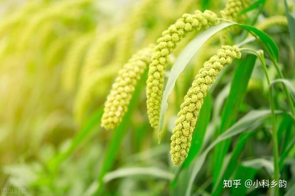 没有数据我会死的干货分享——五谷之“黍”篇 - 知乎