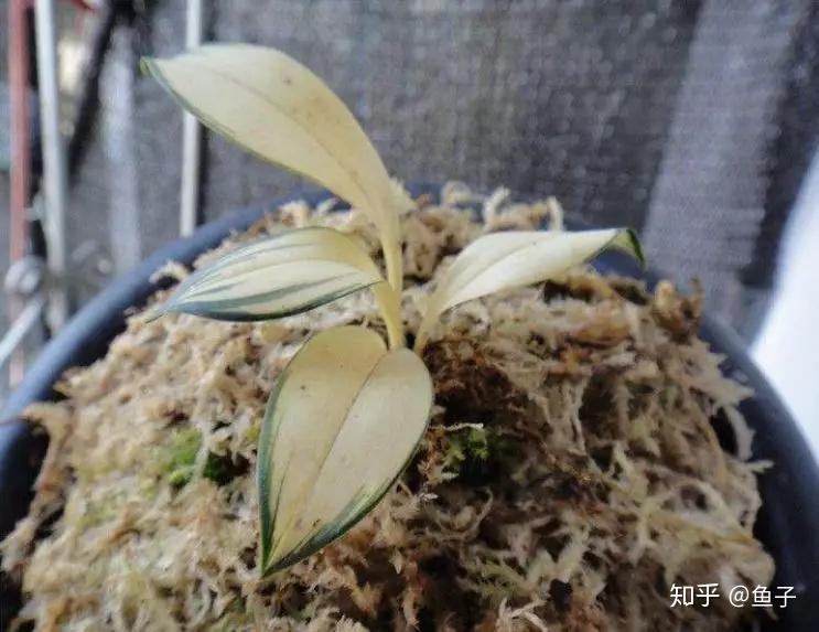 兰花推荐:兔耳兰的鉴赏以及栽培养护 - 知乎