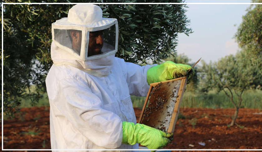叙利亚阿勒颇养蜂人不再感到战争的刺痛