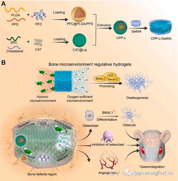 《Bioactive Materials》:骨微环境调节型水凝胶清除ROS和延长产氧增强骨修复 - 知乎