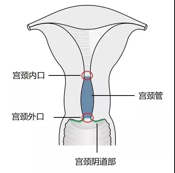 半边天医疗:关于子宫颈,你可能不知道的9件事 - 知乎