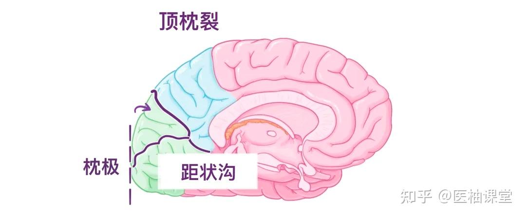 人体解剖学基础:大脑皮层 - 知乎