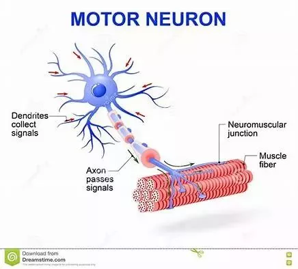 骨骼肌纖維接受運動神經末梢的支配,在有神經衝