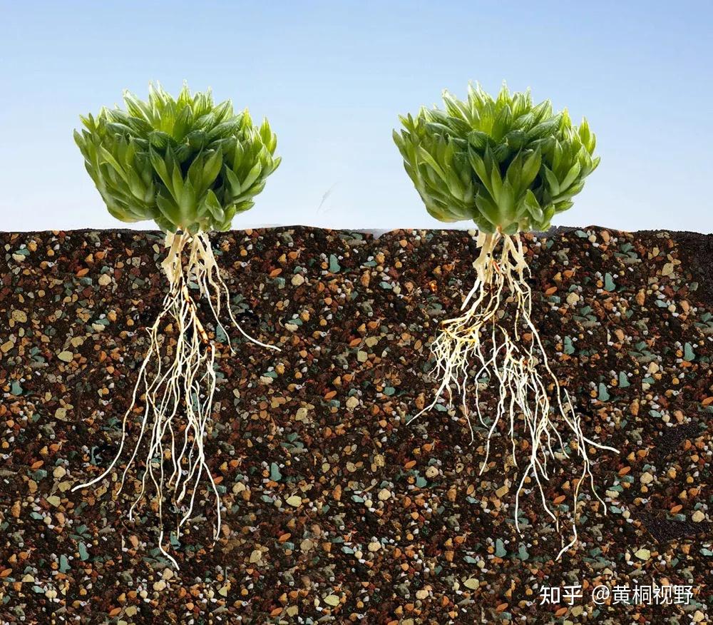 教你怎么制作种植用的营养土 - 知乎