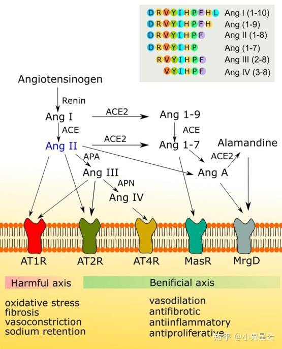新冠病毒有其他受体6at1r和avpr1b莫名其妙成为新的受体
