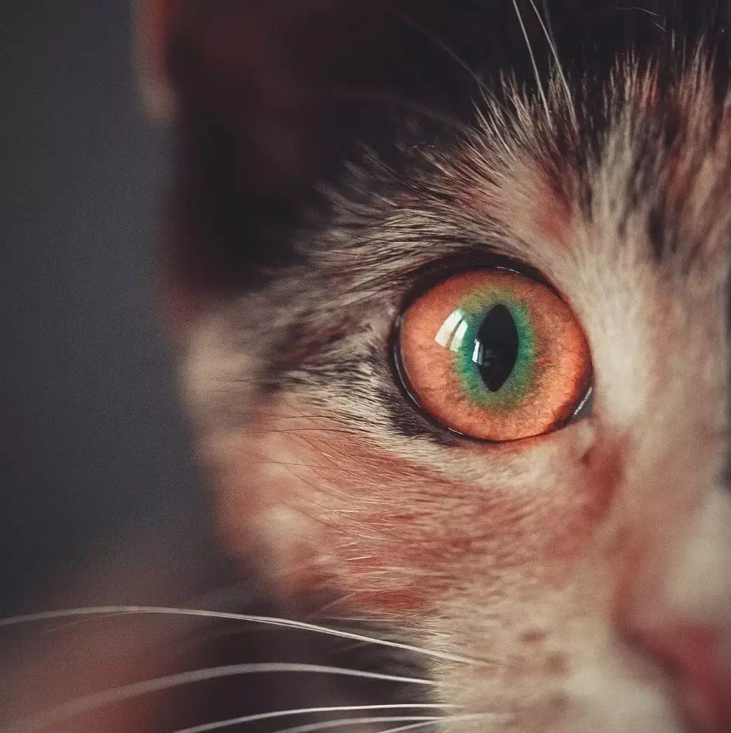 猫的眼睛为什么会变样--中国数字科技馆