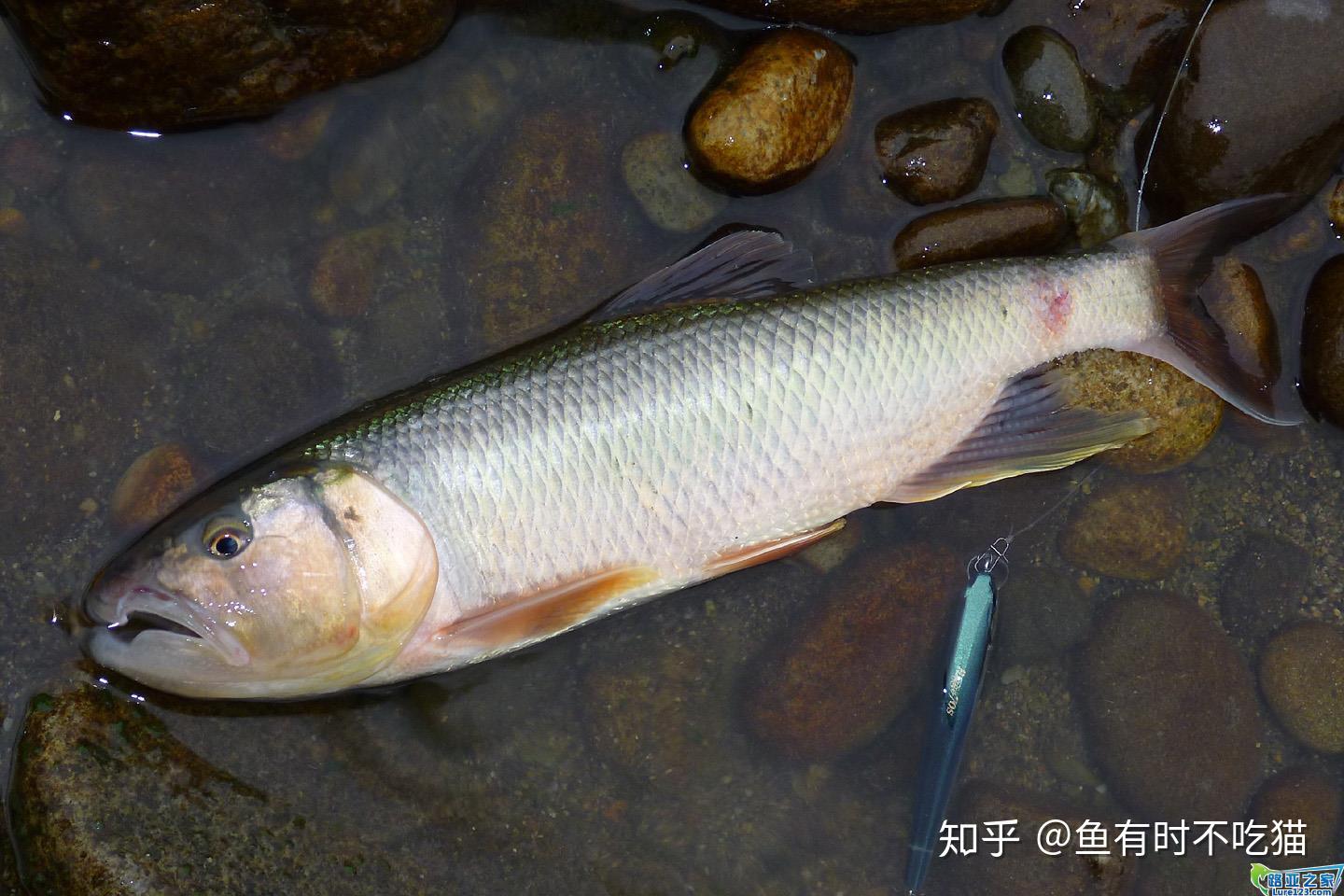 在比较浅的小溪里生活的小鱼是什么种类的鱼？ - 知乎