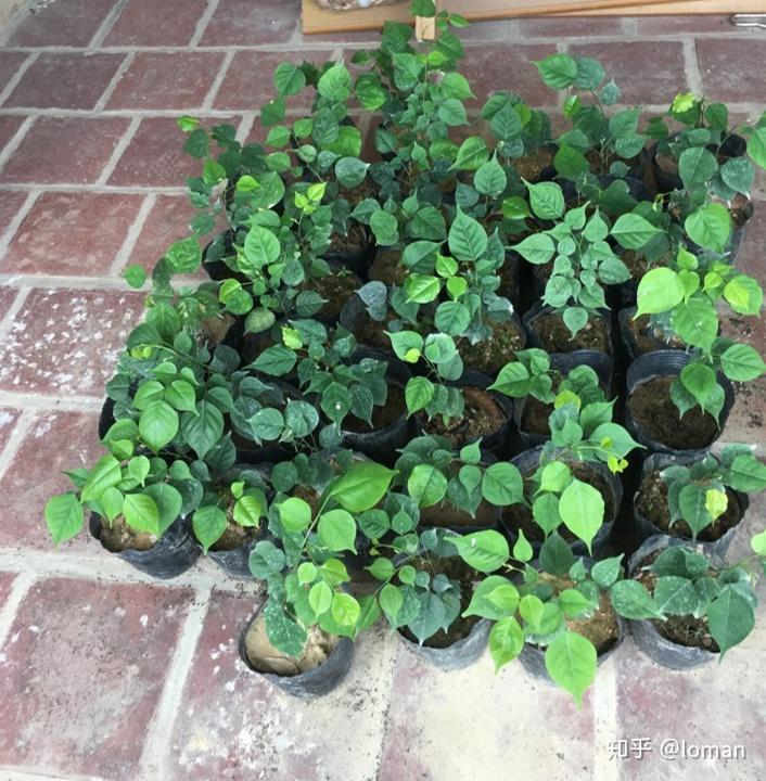 小叶紫檀檀香紫檀求知及种植之路
