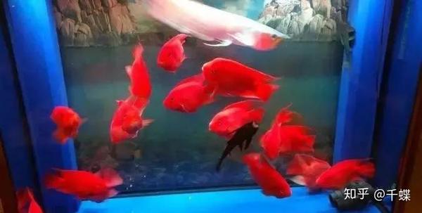 鹦鹉鱼怎么养最红 知乎 鹦鹉鱼怎么养最红 知乎