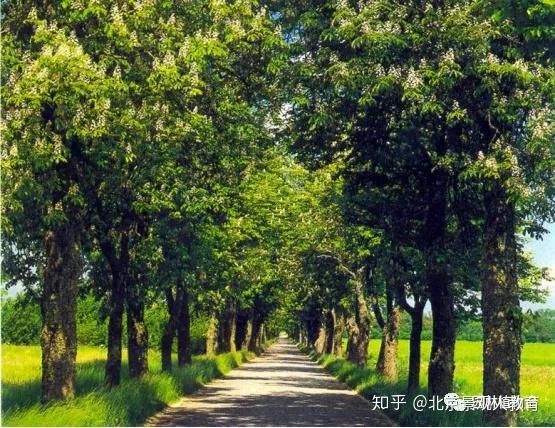 【园林植物I考点】不同园林用途的树木种类分类! - 知乎