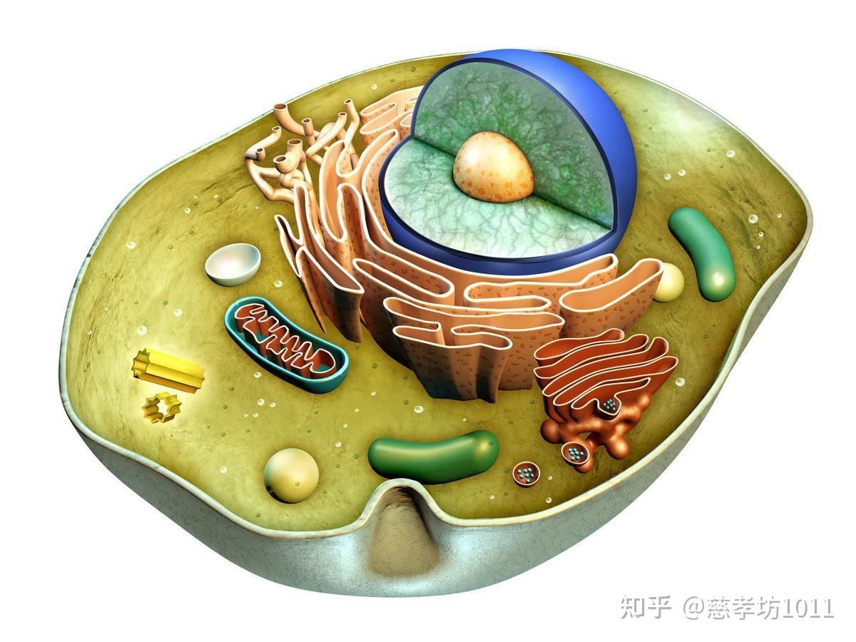  高中生物知识：细胞的结构。 - 知乎 Bildidee 
