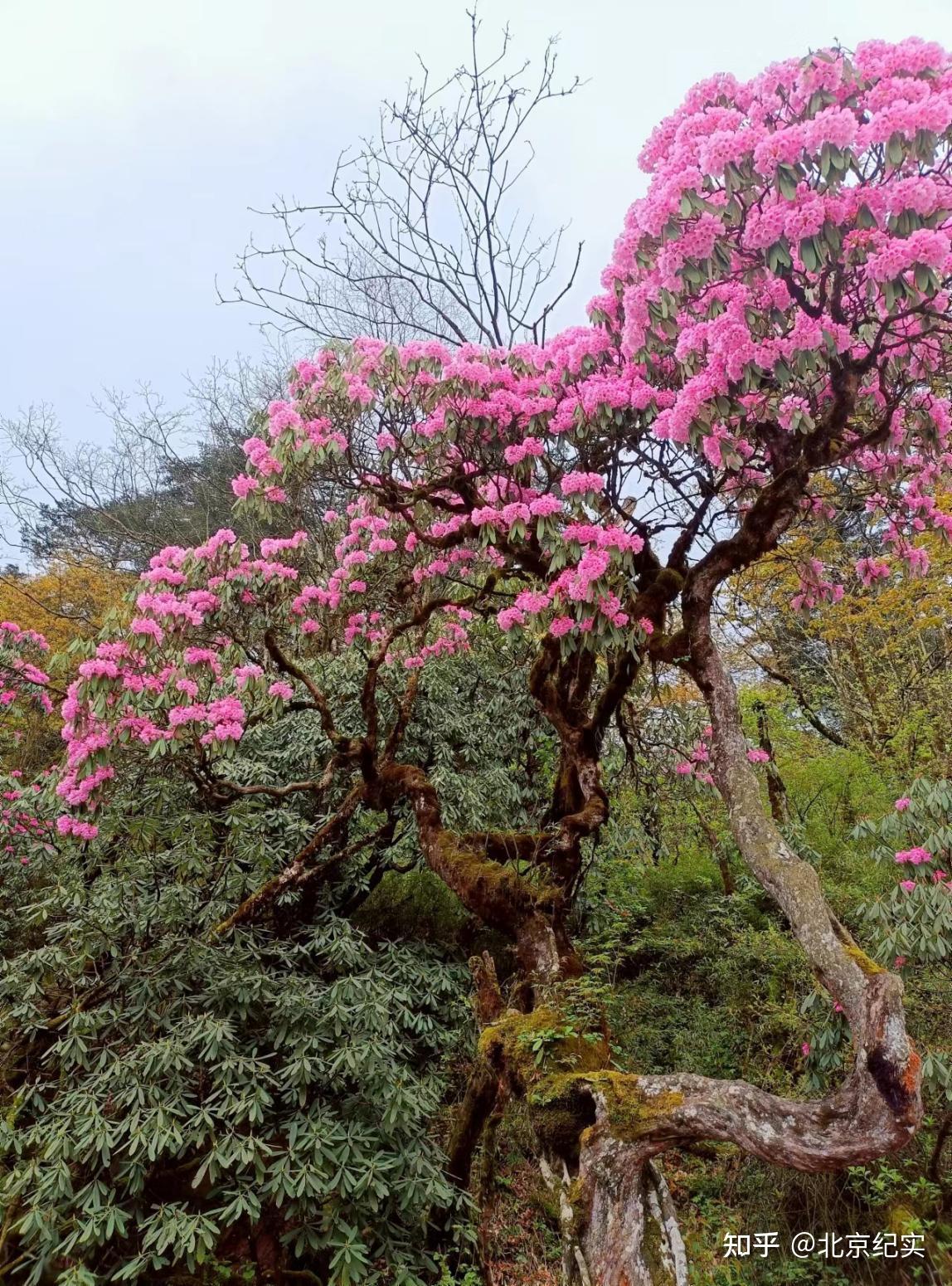 花鞋杜四为什么叫花鞋图片