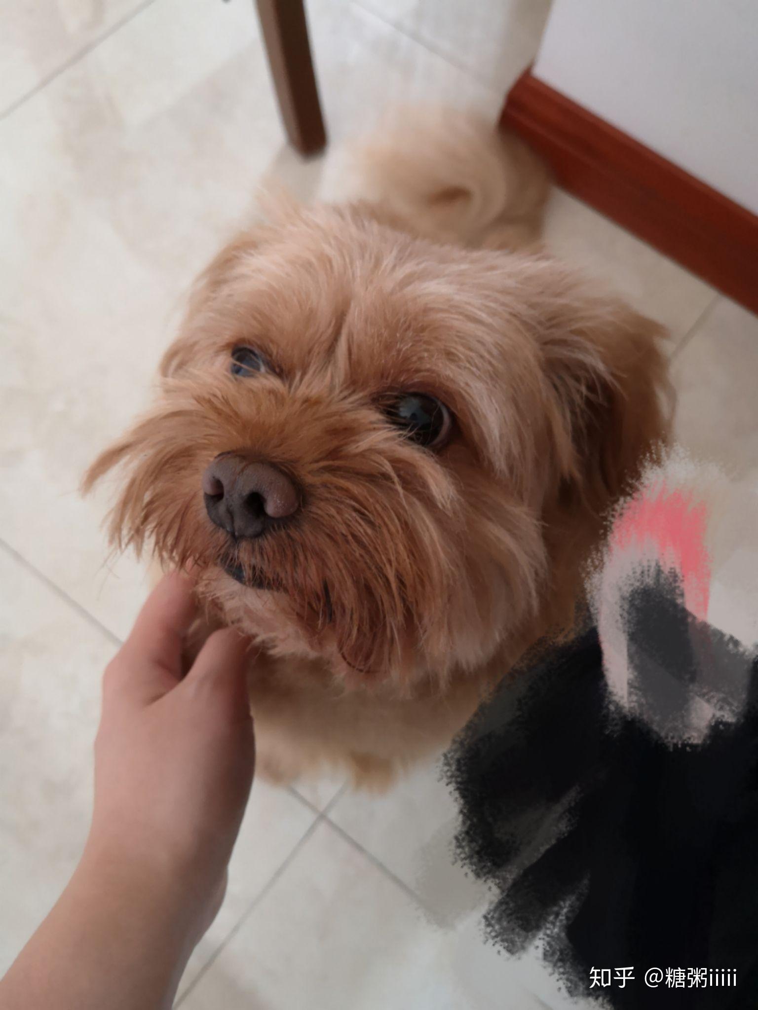 买了一只博美和泰迪的串感觉被骗了