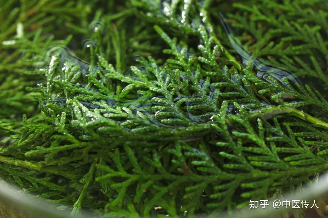 侧柏叶是“秃头救星”,还是“生发乌发圣药” - 知乎