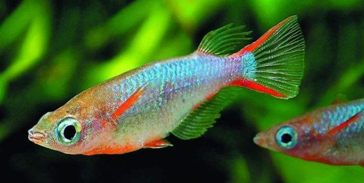 25.七彩稻田鱼大颌鳉科:七彩稻田鱼,原产亚洲印尼苏拉维西.