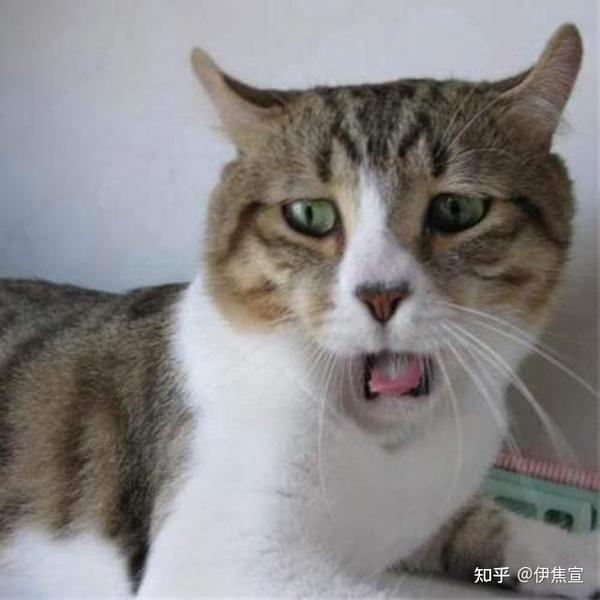 猫咪变奇怪 开始张口呼吸 宠医 可能患病了 知乎