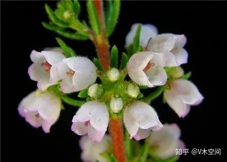 欧石楠 花期超长 花色漂亮又好养的盆栽植物 知乎