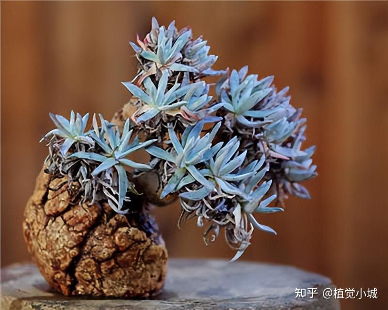 140种•惊为天人的盆器和多肉老桩，简直是人间极品！ - 知乎