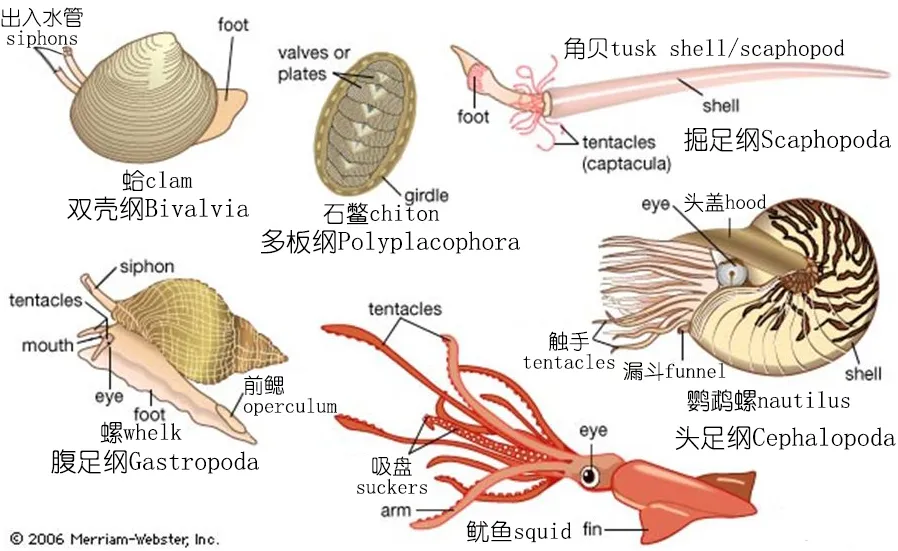 分类上与双壳纲,多板纲,掘足纲,腹足纲等并列