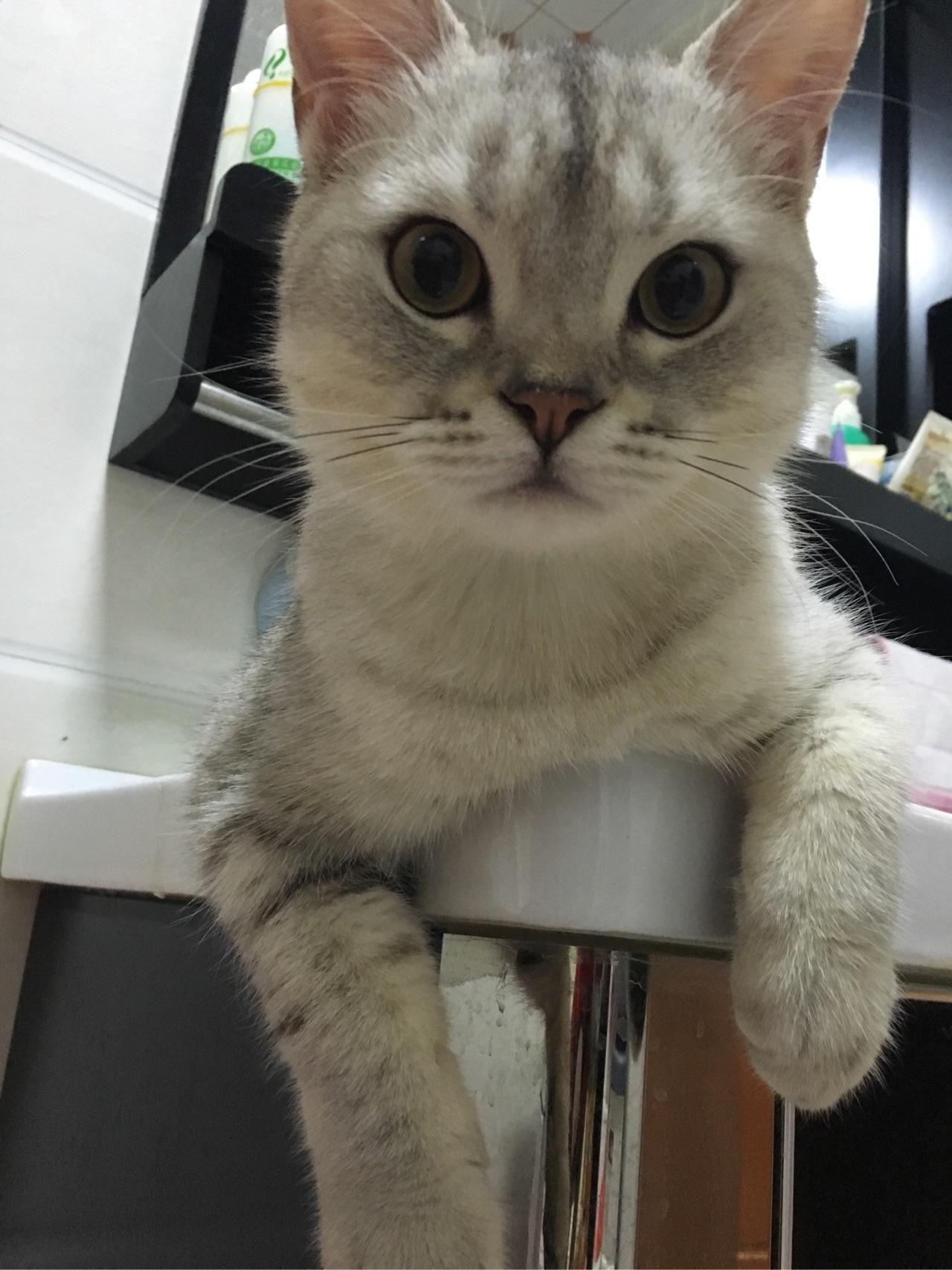 怎么判断一只奶猫长大之后好不好看?