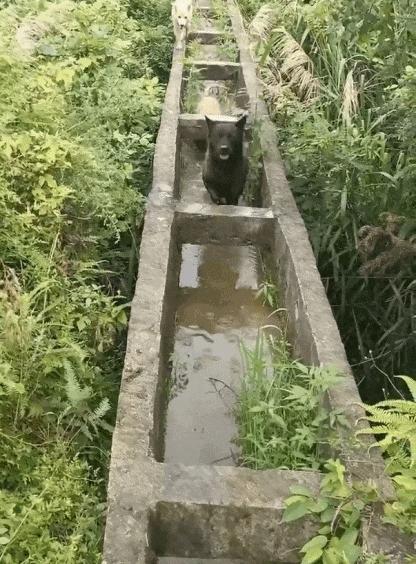 三只小狗过水渠视频一夜爆火:那只小黄狗,像极了你我的人生