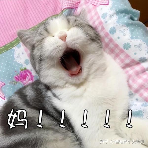 养“公猫”还是“母猫”？过来人告诉你，区别很大 - 知乎