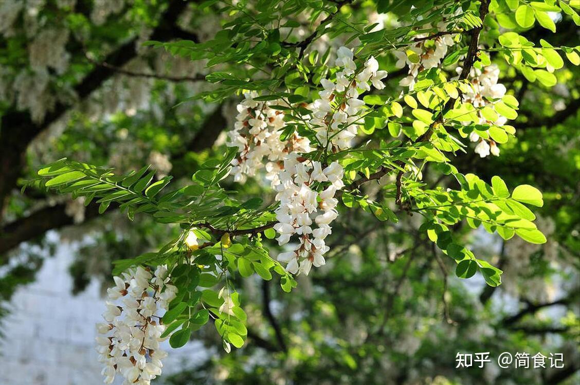 俗话说,“阴树不能进家门”!哪些是“阴树”?看看你家有吗? - 知乎