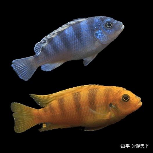 新手如何养鱼 避开这些害鱼的坑 新手也能养好鱼 知乎