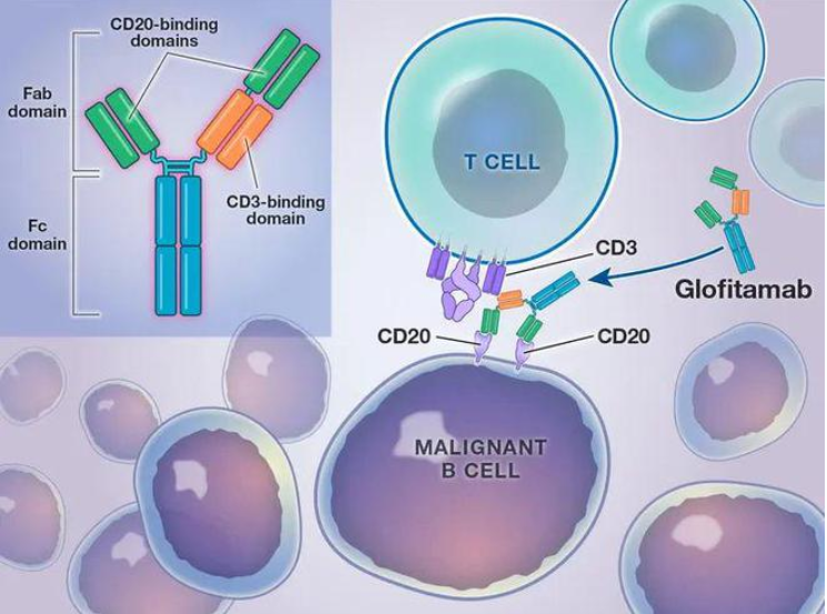 CAR-T强力对手!罗氏CD3/CD20双抗glofitamab获CDE优先审评，治疗LBCL - 知乎