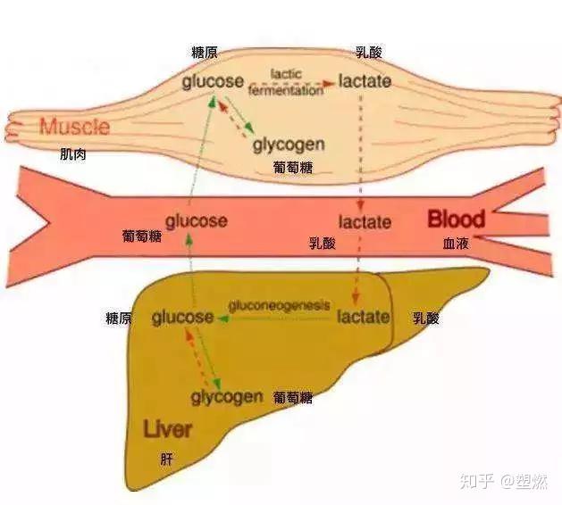 肌肉生长原理图片