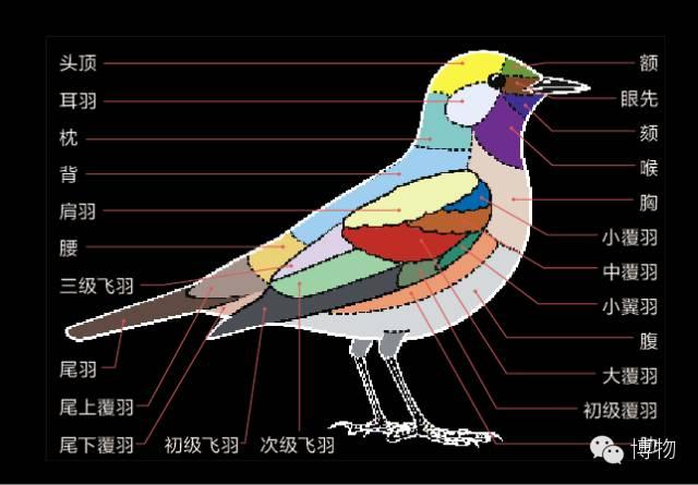 鸟类羽毛结构图片