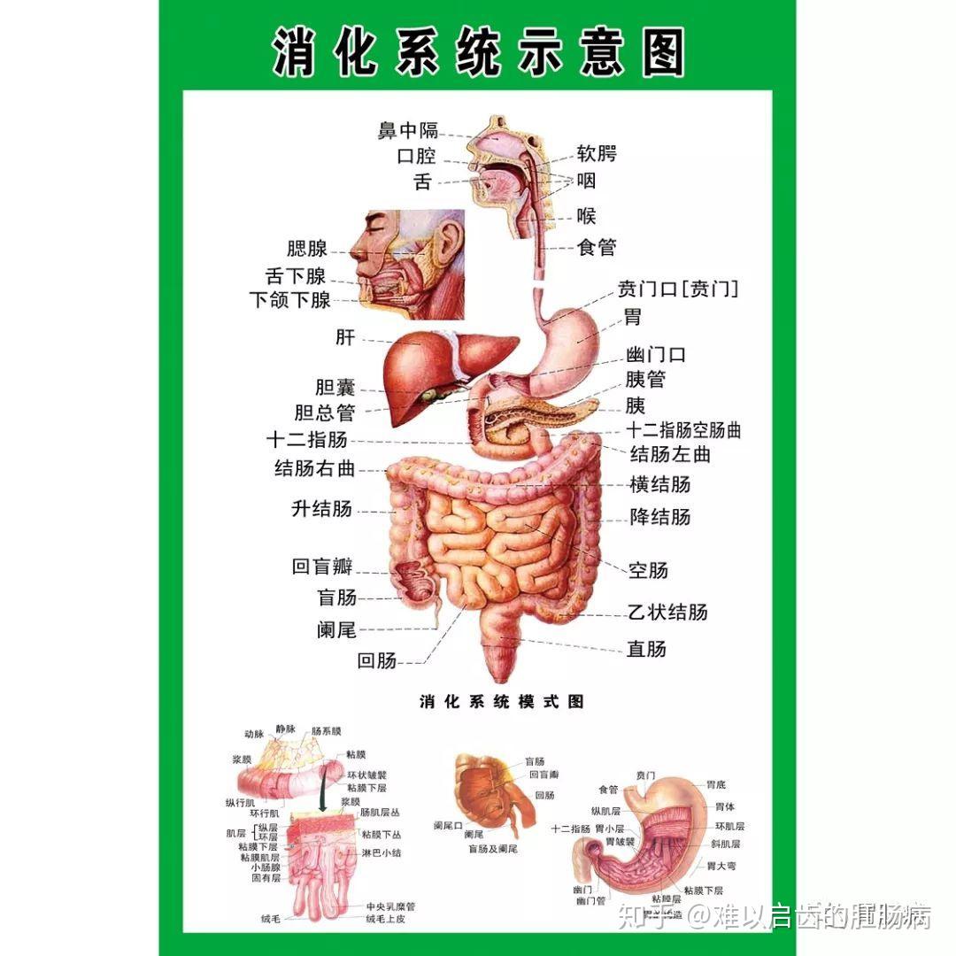 回肠属于小肠吗图片