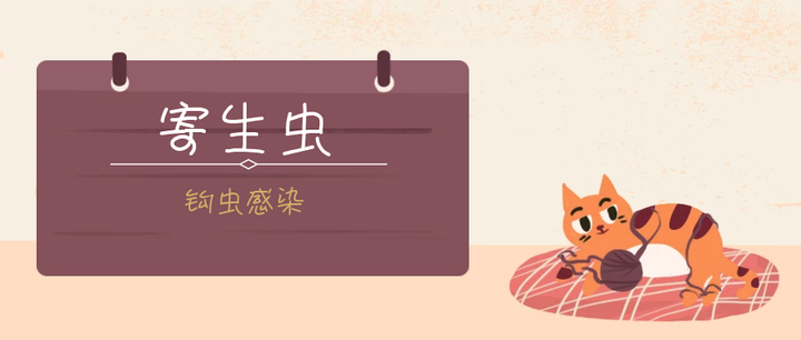 猫寄生虫系列 钩虫感染2 0 知乎 猫寄生虫系列 钩虫感染2 0 知乎