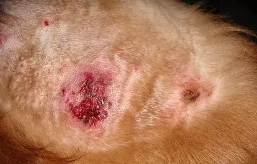 狗狗焦虫病症状图片图片