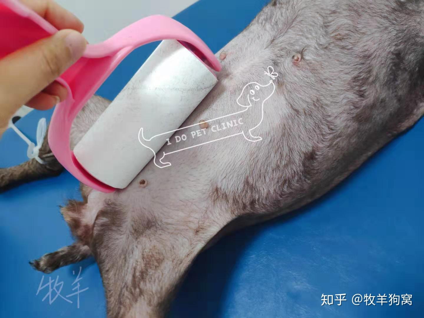 犬绝育手术浅析